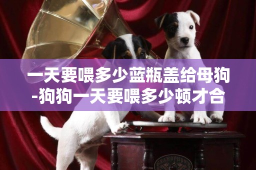 一天要喂多少藍瓶蓋給母狗-狗狗一天要喂多少頓才合理
