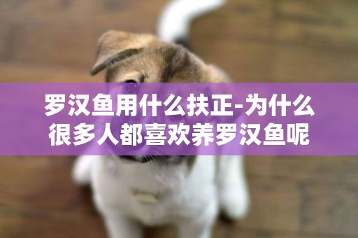 羅漢魚用什么扶正-為什么很多人都喜歡養羅漢魚呢