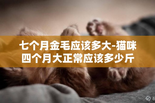 七個月金毛應該多大-貓咪四個月大正常應該多少斤