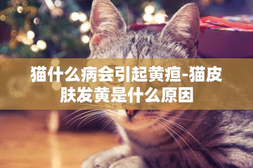 貓什么病會引起黃疸-貓皮膚發黃是什么原因