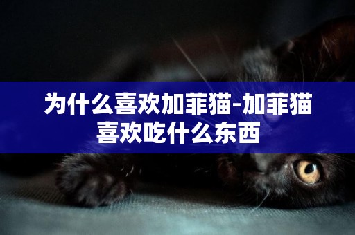 為什么喜歡加菲貓-加菲貓喜歡吃什么東西