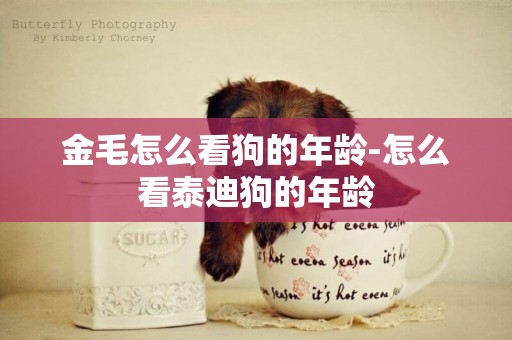 金毛怎么看狗的年齡-怎么看泰迪狗的年齡