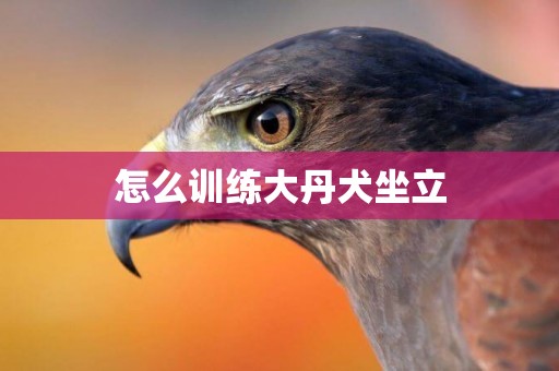怎么訓練大丹犬坐立