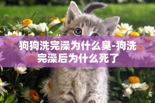 狗狗洗完澡為什么臭-狗洗完澡后為什么死了