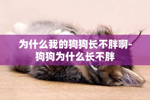 為什么我的狗狗長不胖啊-狗狗為什么長不胖