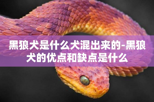 黑狼犬是什么犬混出來的-黑狼犬的優點和缺點是什么