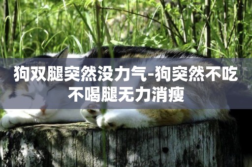 狗雙腿突然沒力氣-狗突然不吃不喝腿無力消瘦