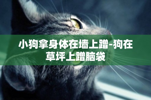 小狗拿身體在墻上蹭-狗在草坪上蹭腦袋