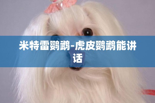 米特雷鸚鵡-虎皮鸚鵡能講話