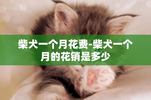柴犬一個月花費-柴犬一個月的花銷是多少