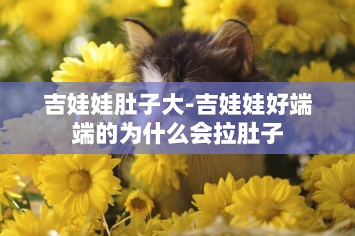 吉娃娃肚子大-吉娃娃好端端的為什么會拉肚子