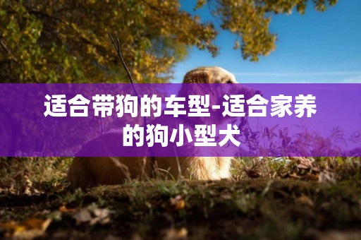 適合帶狗的車型-適合家養的狗小型犬