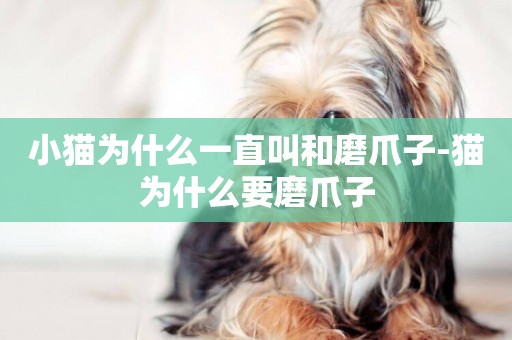 小貓為什么一直叫和磨爪子-貓為什么要磨爪子