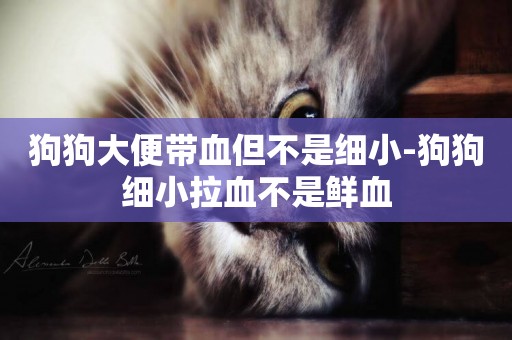 狗狗大便帶血但不是細小-狗狗細小拉血不是鮮血