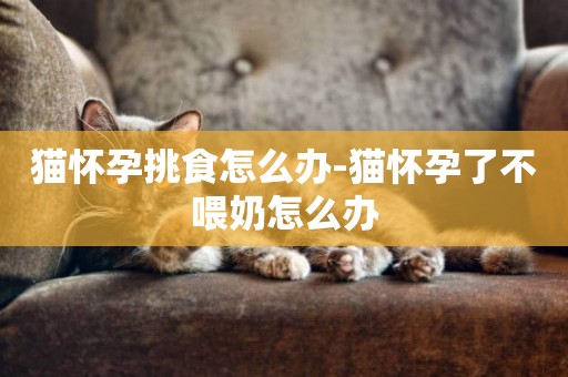 貓懷孕挑食怎么辦-貓懷孕了不喂奶怎么辦