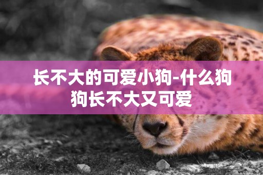 長不大的可愛小狗-什么狗狗長不大又可愛