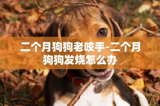 二個月狗狗老咬手-二個月狗狗發燒怎么辦