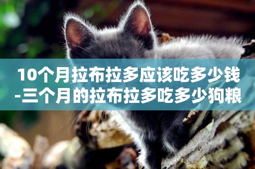 10個月拉布拉多應該吃多少錢-三個月的拉布拉多吃多少狗糧