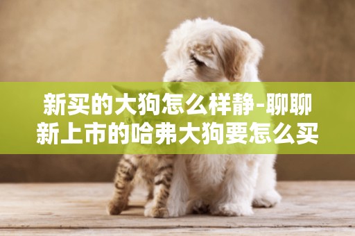 新買的大狗怎么樣靜-聊聊新上市的哈弗大狗要怎么買