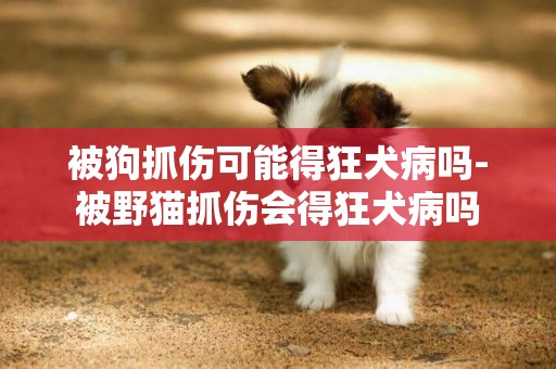 被狗抓傷可能得狂犬病嗎-被野貓抓傷會得狂犬病嗎