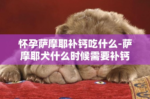 懷孕薩摩耶補鈣吃什么-薩摩耶犬什么時候需要補鈣