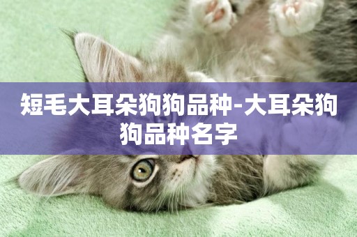短毛大耳朵狗狗品種-大耳朵狗狗品種名字