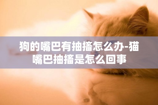 狗的嘴巴有抽搐怎么辦-貓嘴巴抽搐是怎么回事