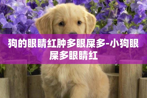 狗的眼睛紅腫多眼屎多-小狗眼屎多眼睛紅