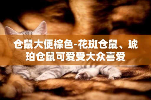 倉鼠大便棕色-花斑倉鼠、琥珀倉鼠可愛受大眾喜愛