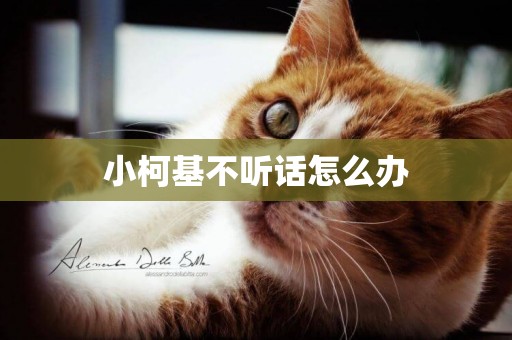 小柯基不聽話怎么辦