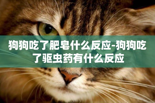 狗狗吃了肥皂什么反應-狗狗吃了驅蟲藥有什么反應