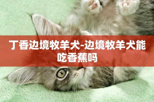 丁香邊境牧羊犬-邊境牧羊犬能吃香蕉嗎
