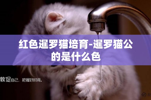 紅色暹羅貓培育-暹羅貓公的是什么色