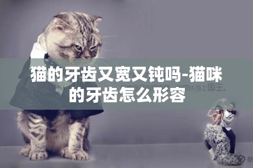 貓的牙齒又寬又鈍嗎-貓咪的牙齒怎么形容