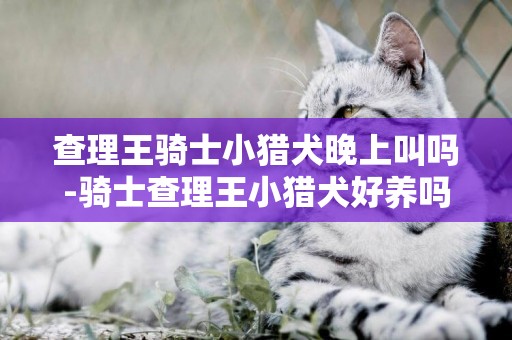 查理王騎士小獵犬晚上叫嗎-騎士查理王小獵犬好養嗎