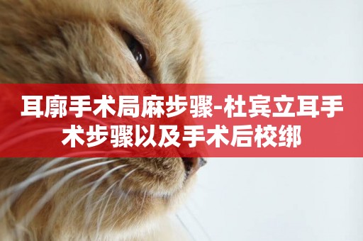 耳廓手術局麻步驟-杜賓立耳手術步驟以及手術后校綁