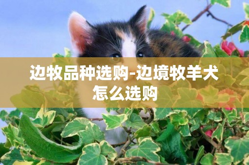 邊牧品種選購-邊境牧羊犬怎么選購