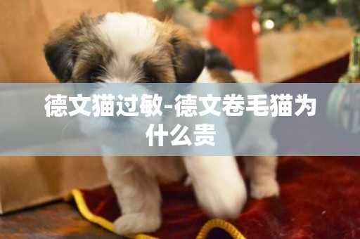 德文貓過敏-德文卷毛貓為什么貴