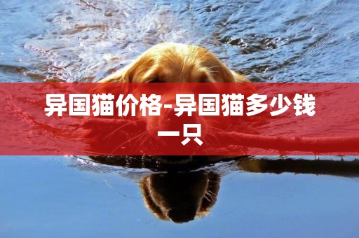 異國貓價格-異國貓多少錢一只