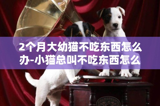 2個月大幼貓不吃東西怎么辦-小貓總叫不吃東西怎么回事