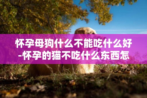 懷孕母狗什么不能吃什么好-懷孕的貓不吃什么東西怎么回事