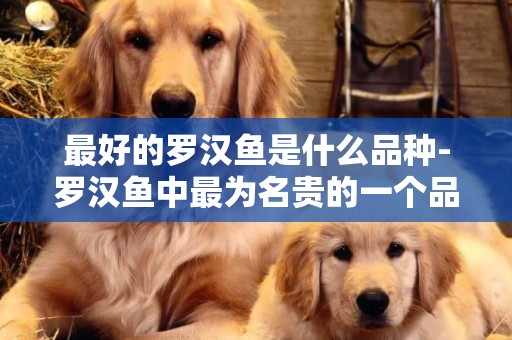 最好的羅漢魚是什么品種-羅漢魚中最為名貴的一個品種