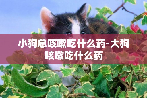 小狗總咳嗽吃什么藥-大狗咳嗽吃什么藥
