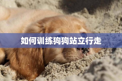 如何訓練狗狗站立行走