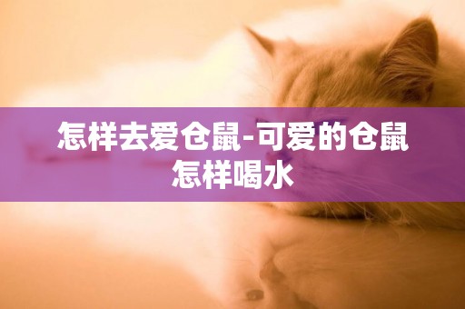 怎樣去愛倉鼠-可愛的倉鼠怎樣喝水