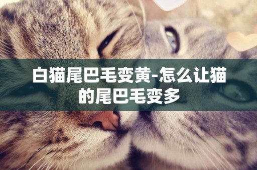 白貓尾巴毛變黃-怎么讓貓的尾巴毛變多
