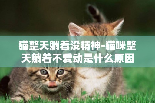 貓整天躺著沒精神-貓咪整天躺著不愛動是什么原因