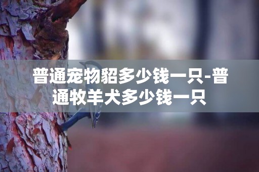 普通寵物貂多少錢一只-普通牧羊犬多少錢一只