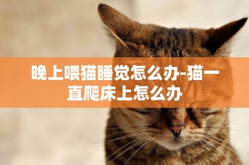 晚上喂貓睡覺怎么辦-貓一直爬床上怎么辦