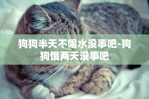 狗狗半天不喝水沒事吧-狗狗餓兩天沒事吧